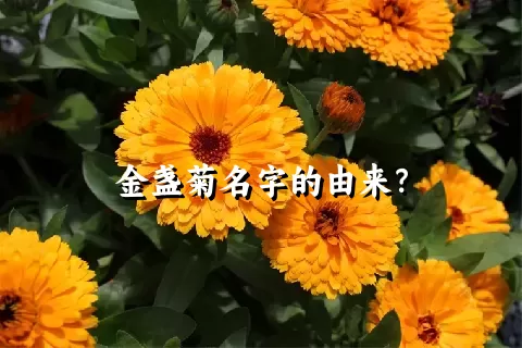 金盏菊名字的由来？