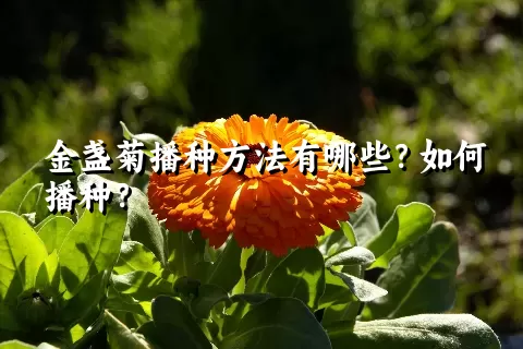 金盏菊播种方法有哪些？如何播种？