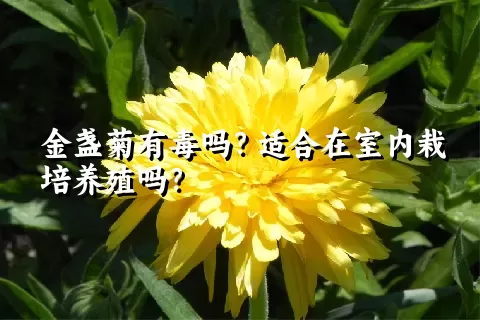 金盏菊有毒吗？适合在室内栽培养殖吗？