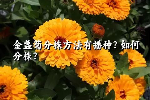 金盏菊分株方法有播种？如何分株？