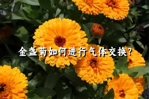 金盏菊如何进行气体交换？