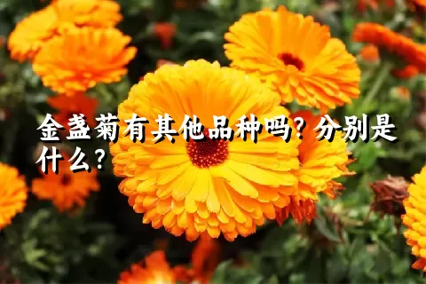 金盏菊有其他品种吗？分别是什么？