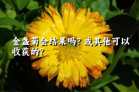 金盏菊会结果吗？或其他可以收获的？