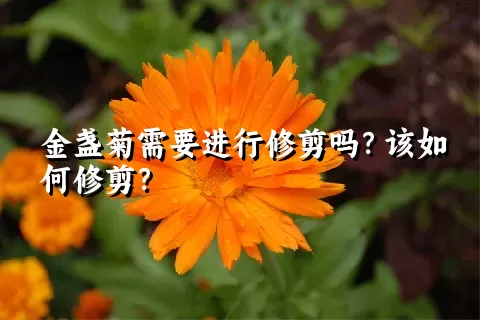 金盏菊需要进行修剪吗？该如何修剪？