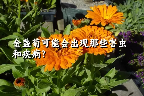 金盏菊可能会出现那些害虫和疾病？