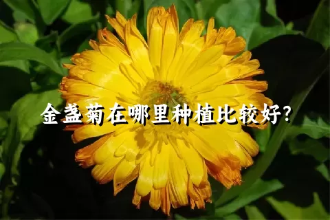 金盏菊在哪里种植比较好？