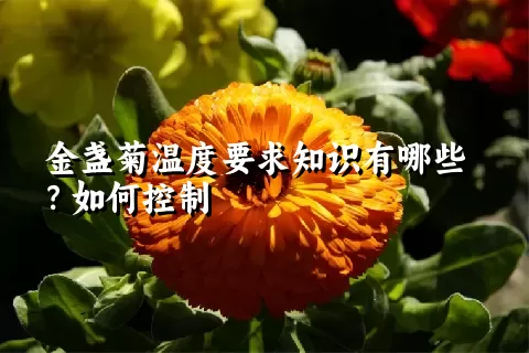 金盏菊温度要求知识有哪些？如何控制