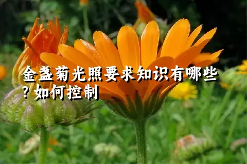 金盏菊光照要求知识有哪些？如何控制