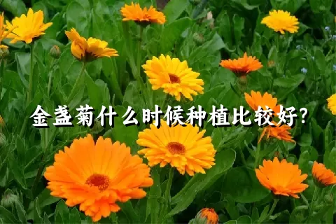 金盏菊什么时候种植比较好？