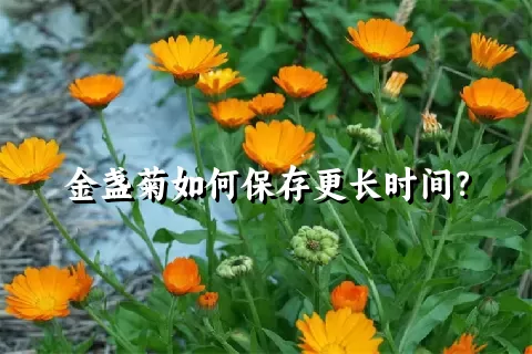 金盏菊如何保存更长时间？