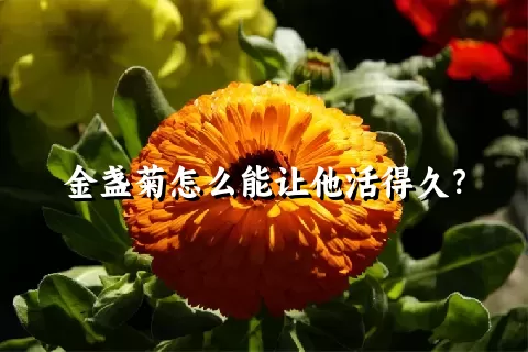 金盏菊怎么能让他活得久？