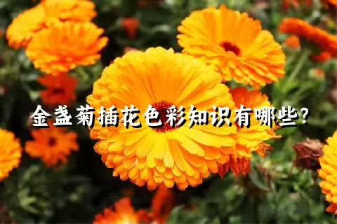 金盏菊插花色彩知识有哪些？