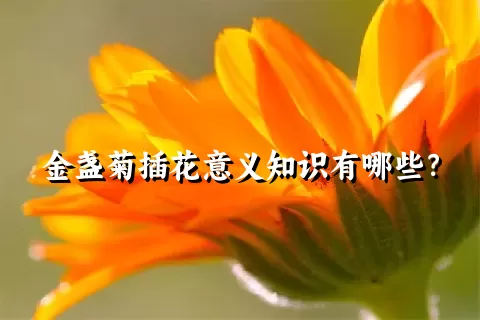 金盏菊插花意义知识有哪些？