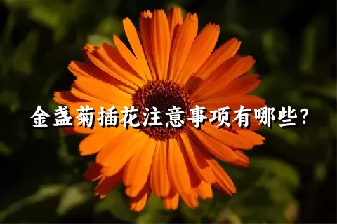 金盏菊插花注意事项有哪些？