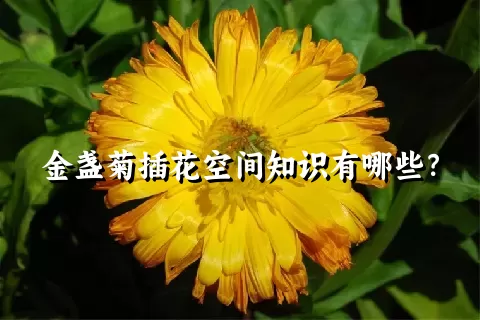 金盏菊插花空间知识有哪些？