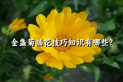 金盏菊插花技巧知识有哪些？