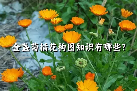 金盏菊插花构图知识有哪些？