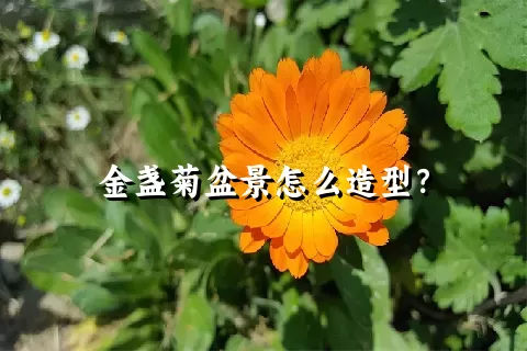 金盏菊盆景怎么造型？