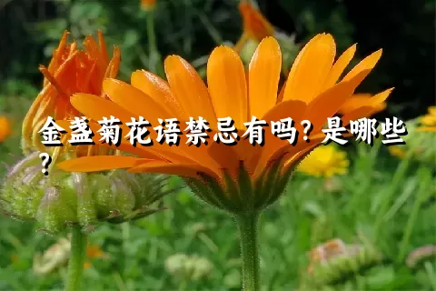 金盏菊花语禁忌有吗？是哪些？