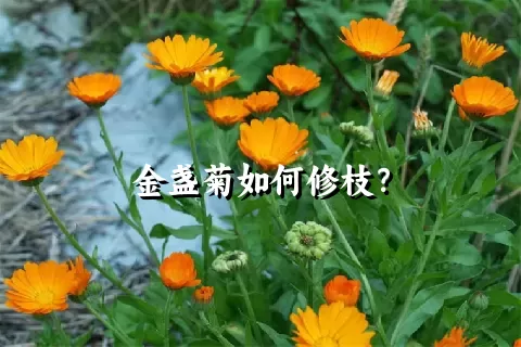 金盏菊如何修枝？