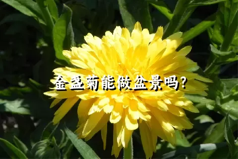 金盏菊能做盆景吗？