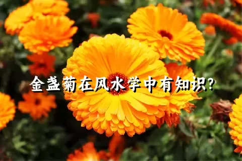 金盏菊在风水学中有知识？