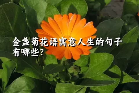 金盏菊花语寓意人生的句子有哪些？