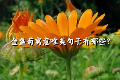 金盏菊寓意唯美句子有哪些？