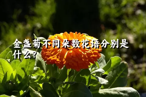 金盏菊不同朵数花语分别是什么？