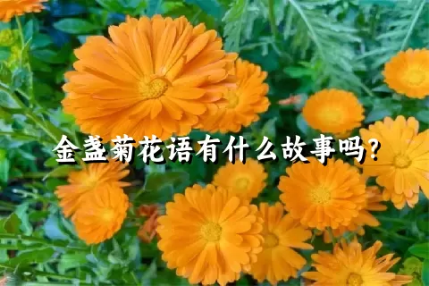 金盏菊花语有什么故事吗？