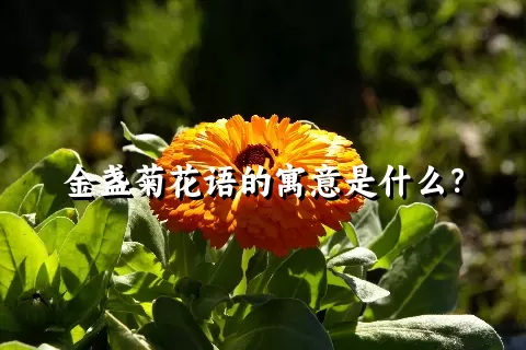 金盏菊花语的寓意是什么？