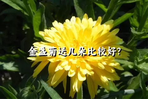 金盏菊送几朵比较好？