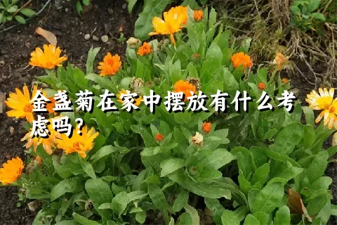 金盏菊在家中摆放有什么考虑吗？