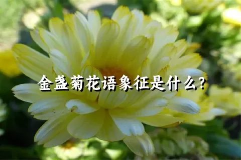 金盏菊花语象征是什么？