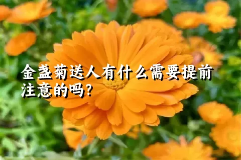 金盏菊送人有什么需要提前注意的吗？