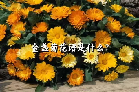 金盏菊花语是什么？