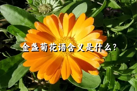 金盏菊花语含义是什么？