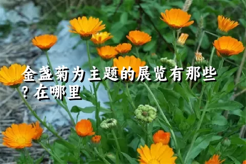 金盏菊为主题的展览有那些？在哪里