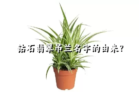 钻石翡翠吊兰名字的由来？