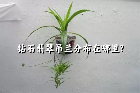 钻石翡翠吊兰分布在哪里?