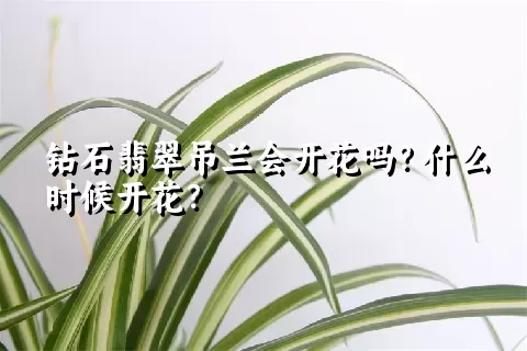 钻石翡翠吊兰会开花吗？什么时候开花？