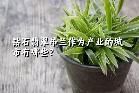 钻石翡翠吊兰作为产业的城市有哪些？