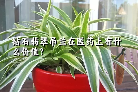 钻石翡翠吊兰在医药上有什么价值？