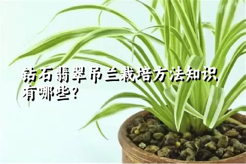 钻石翡翠吊兰栽培方法知识有哪些？