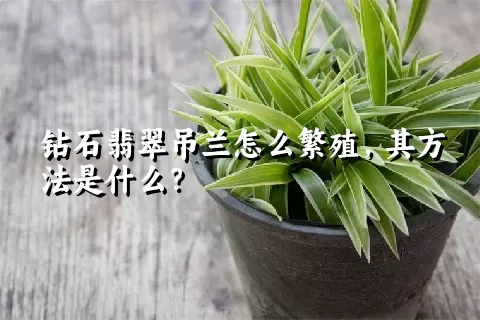 钻石翡翠吊兰怎么繁殖，其方法是什么？