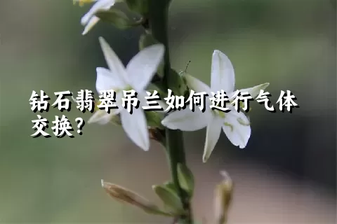 钻石翡翠吊兰如何进行气体交换？