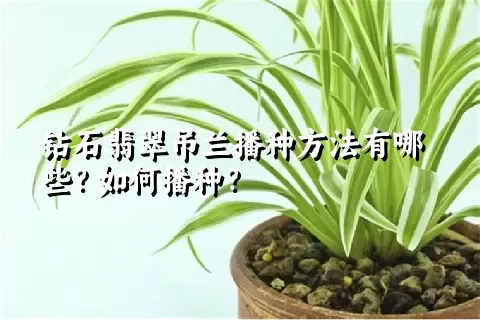 钻石翡翠吊兰播种方法有哪些？如何播种？