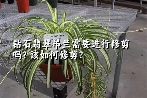 钻石翡翠吊兰需要进行修剪吗？该如何修剪？