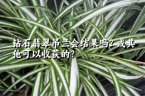 钻石翡翠吊兰会结果吗？或其他可以收获的？