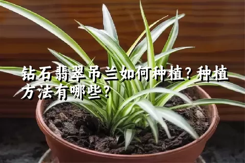 钻石翡翠吊兰如何种植？种植方法有哪些？